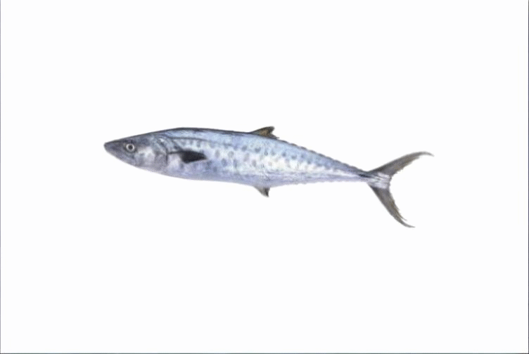 SEER FISH SLICE