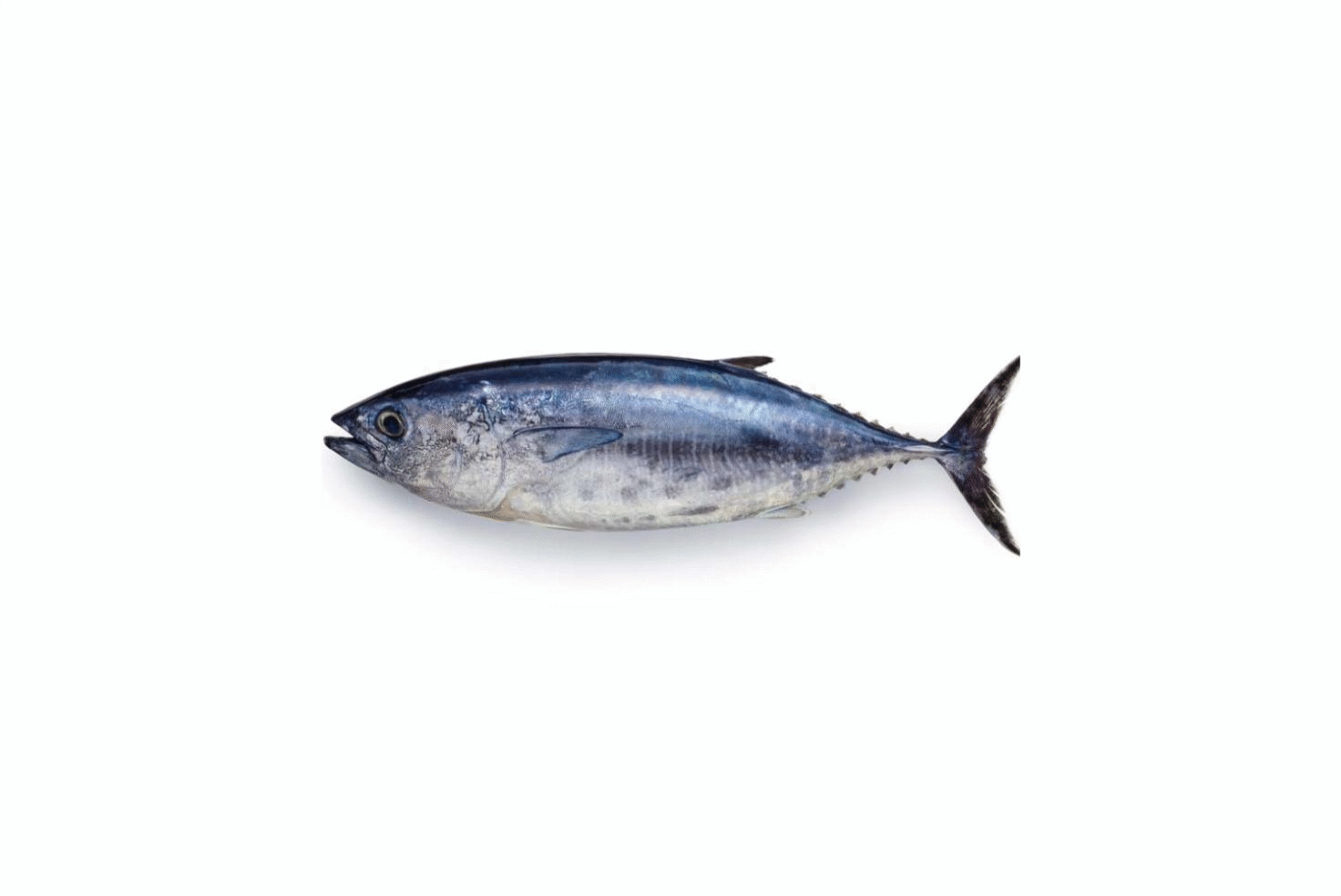 TUNA