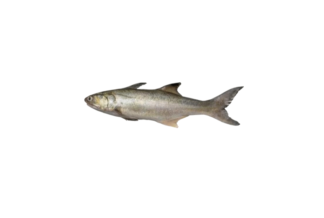 INDIAN SALMON