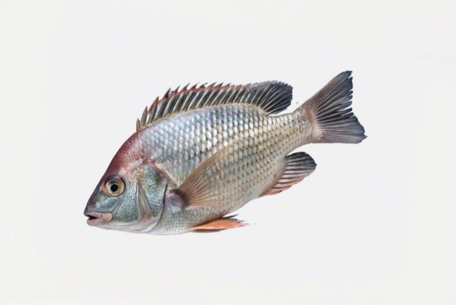 TILAPIA BONELESS CUBES