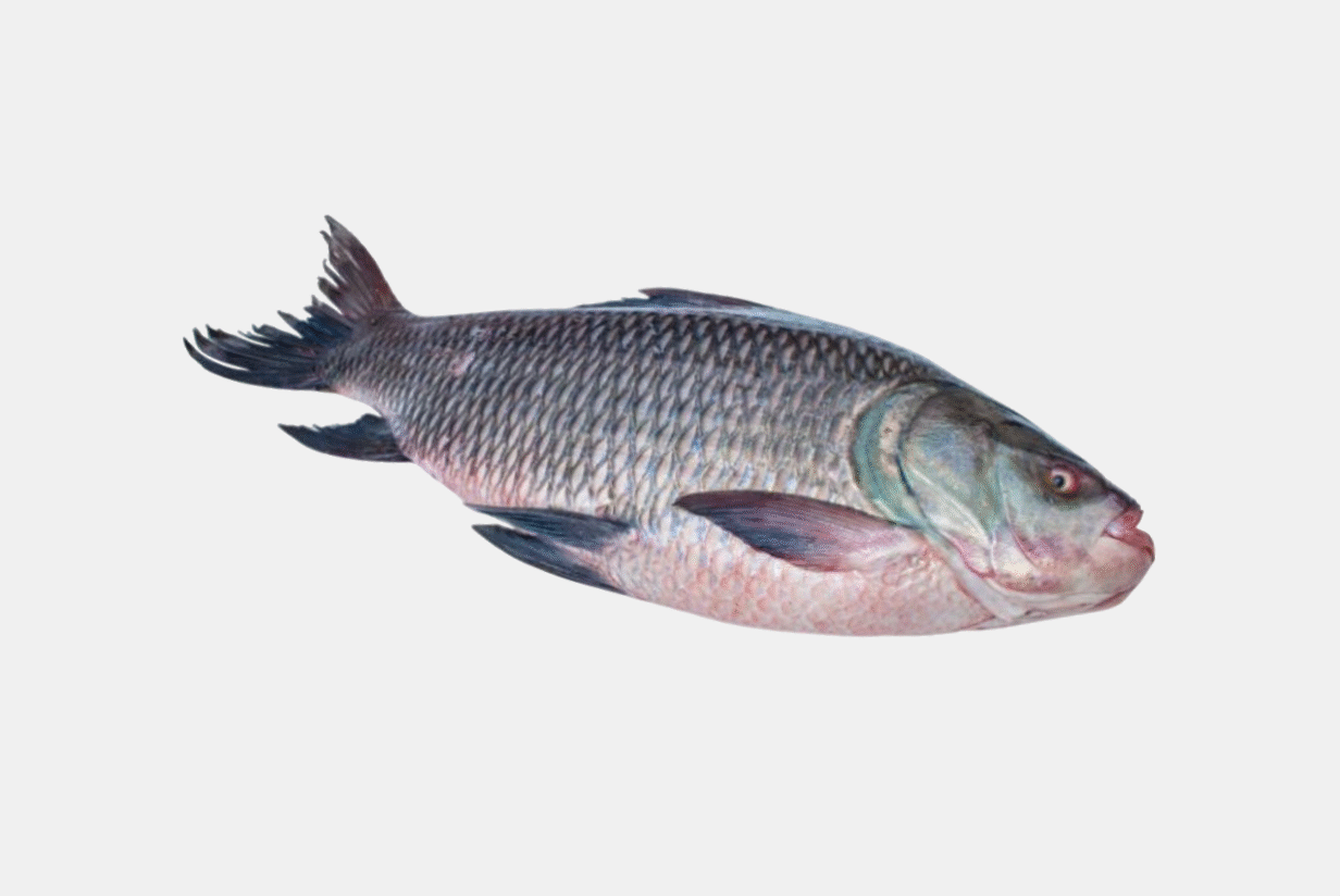 CATLA (BOCHA)