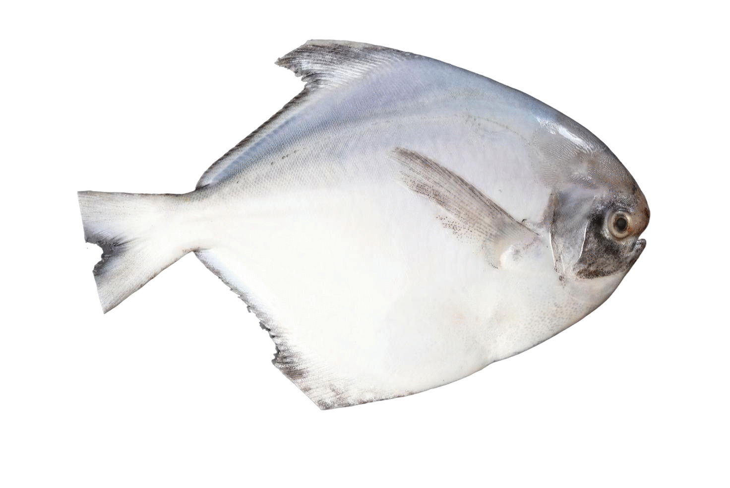 WHITE POMFRET LARGE