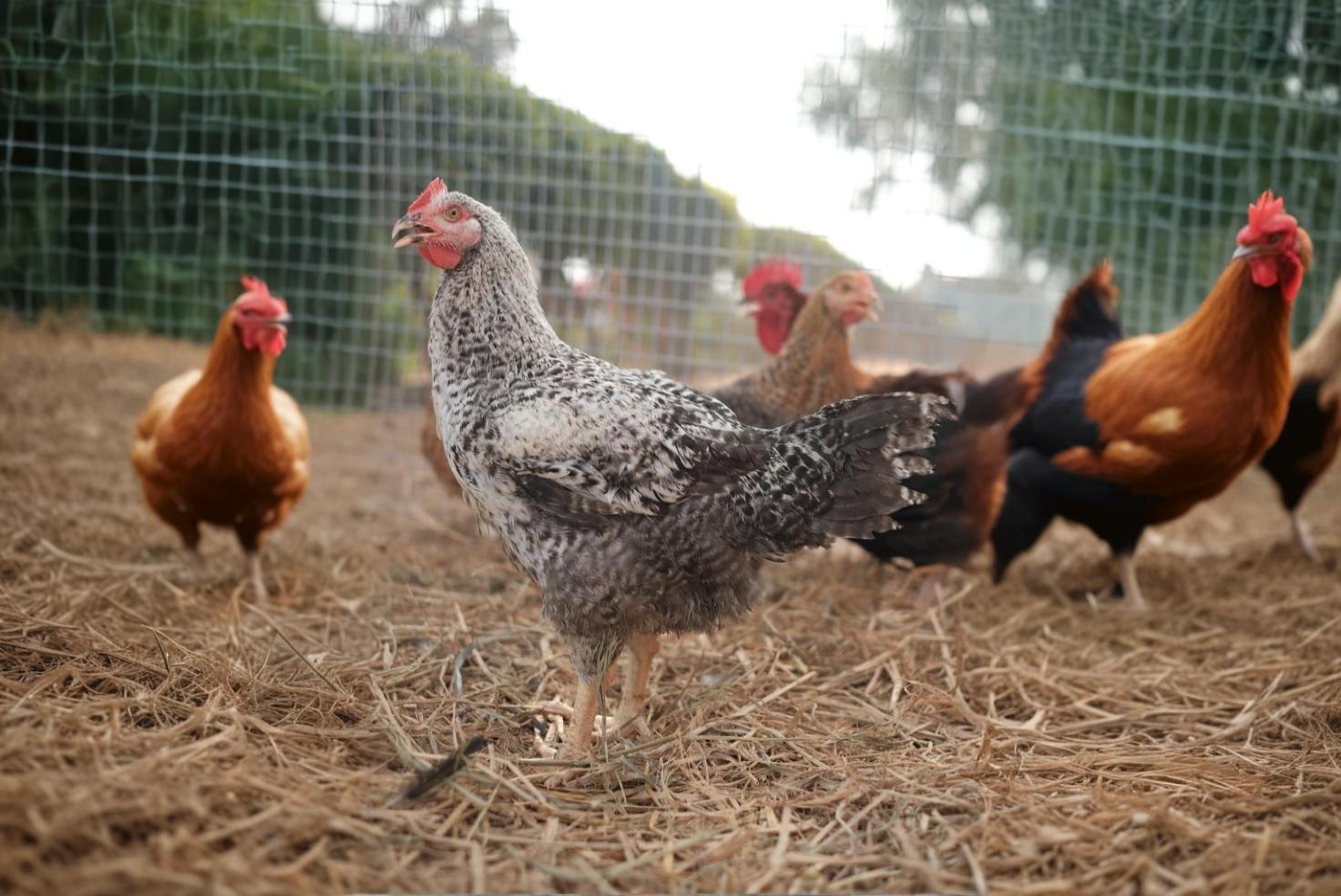 BETTER THAN BROILER ( SKINLESS )