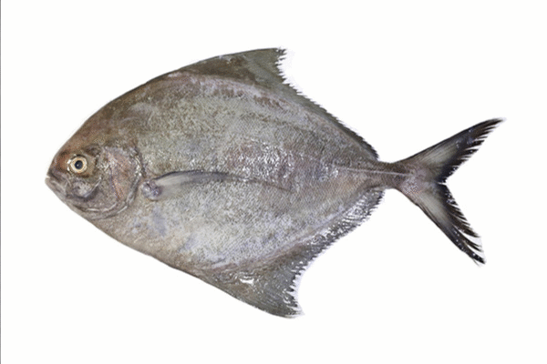 BLACK POMFRET