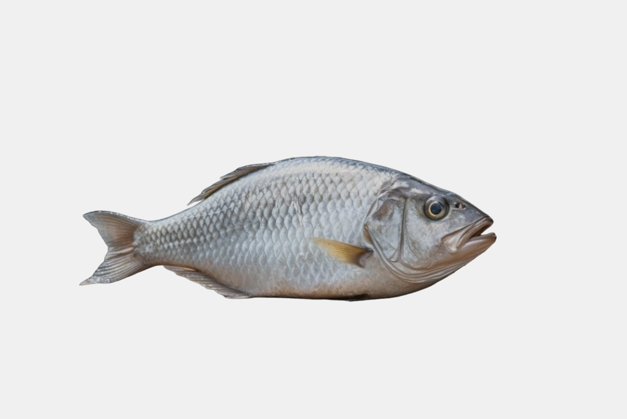 HILSA