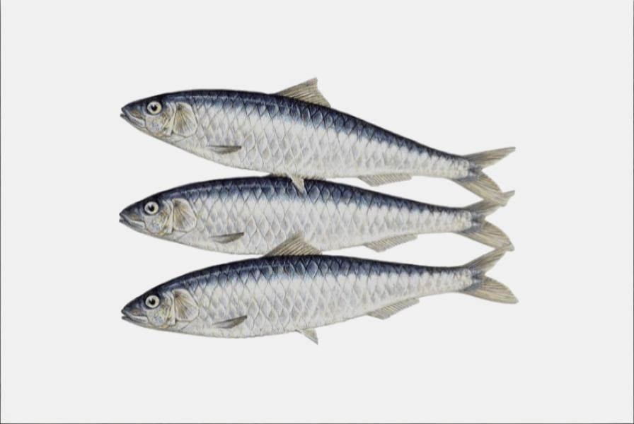SARDINE