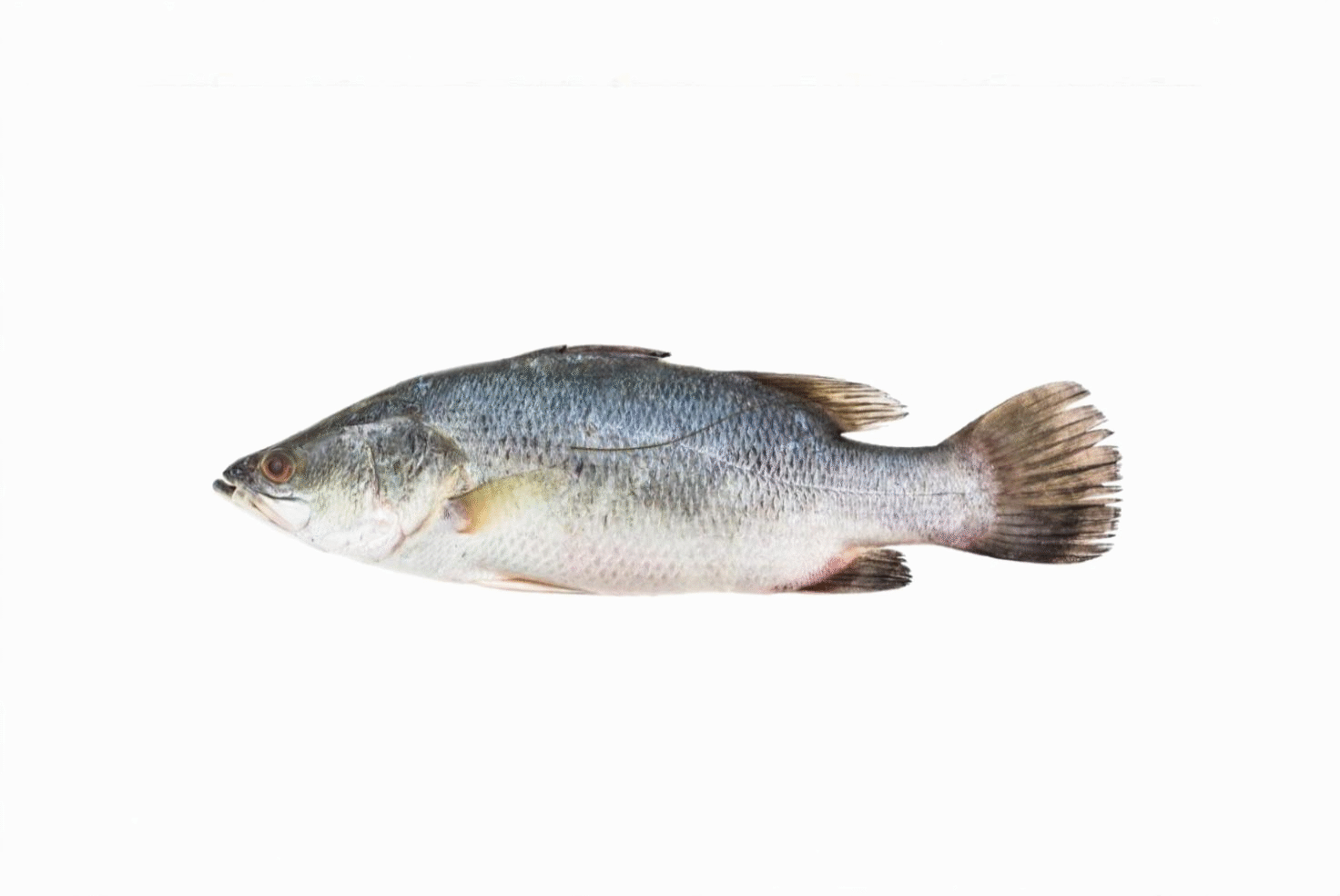 SEA BASS (PANDUGAPPA)