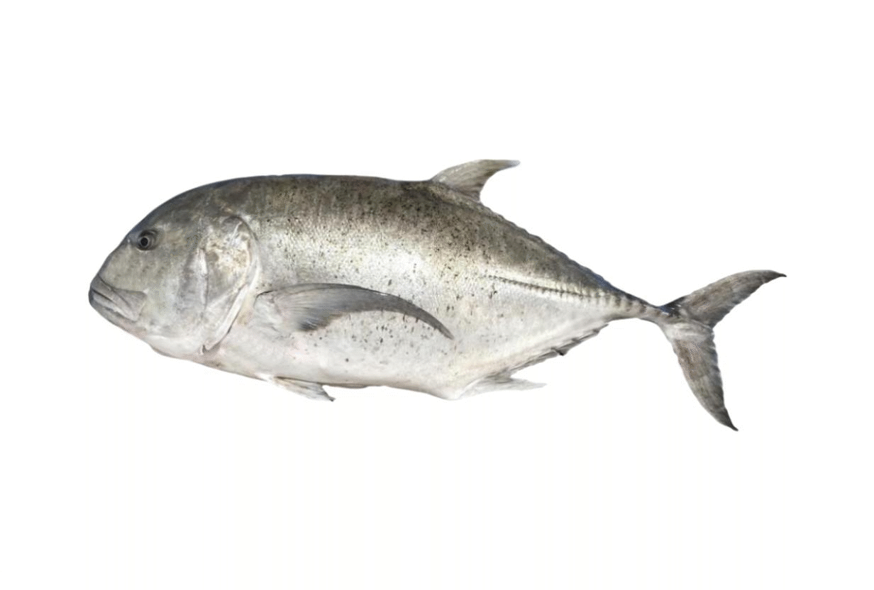 TREVALLY (SMALL)